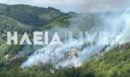 Ηλεία: Φωτιά σε δασική έκταση στην περιοχή Λέπρεο - Επιχειρεί και ένα αεροσκάφος