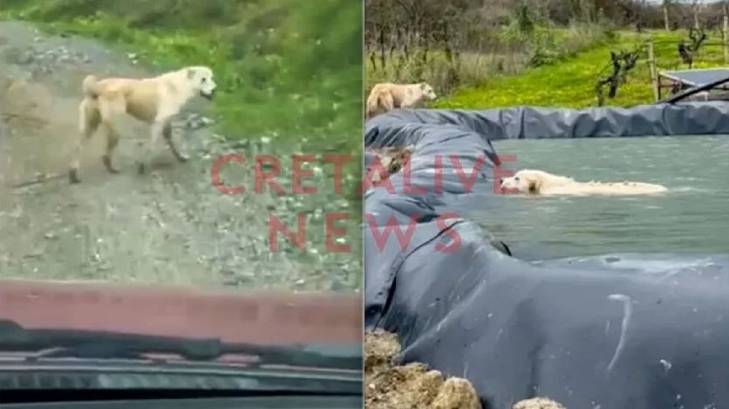 Συγκινητικό βίντεο στο Ηράκλειο: Πώς μία σκυλίτσα βοήθησε στη διάσωση του κουταβιού της που είχε πέσει σε λιμνοδεξαμενή