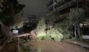 Κακοκαιρία «Erminio»: Πάνω από 30 πτώσεις δέντρων στον δήμο Βάρης-Βούλας-Βουλιαγμένης - Δείτε φωτογραφίες