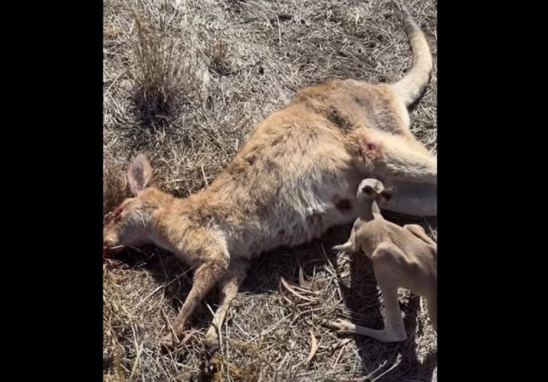 Πηγή: Καταφύγιο Wildlife Empire﻿