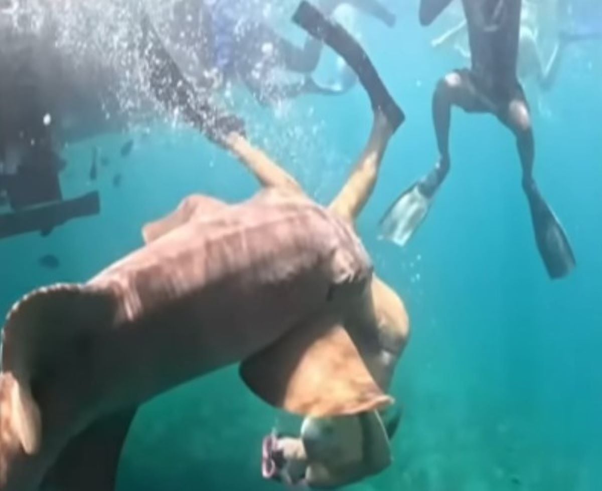 Βραζιλία: Η στιγμή που καρχαρίας αρπάζει από το πόδι τουρίστρια μόλις βουτάει στη θάλασσα – Καρέ – καρέ η επίθεση