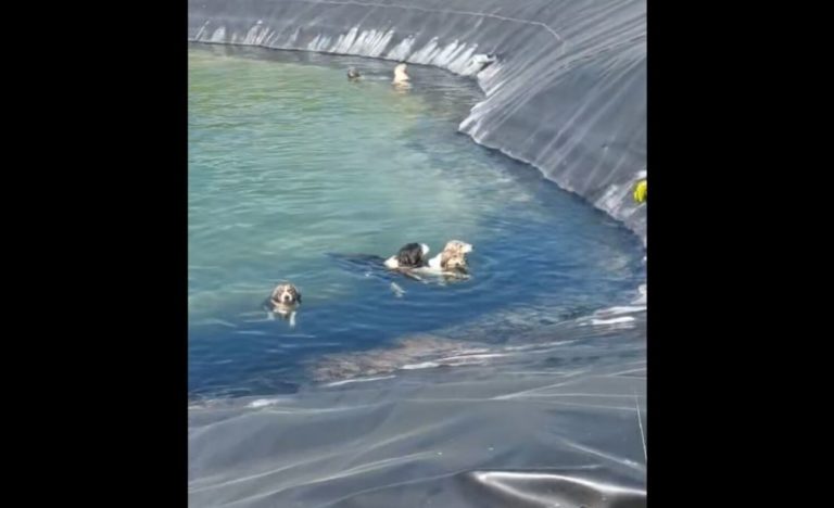 Κατερίνη σκυλιά