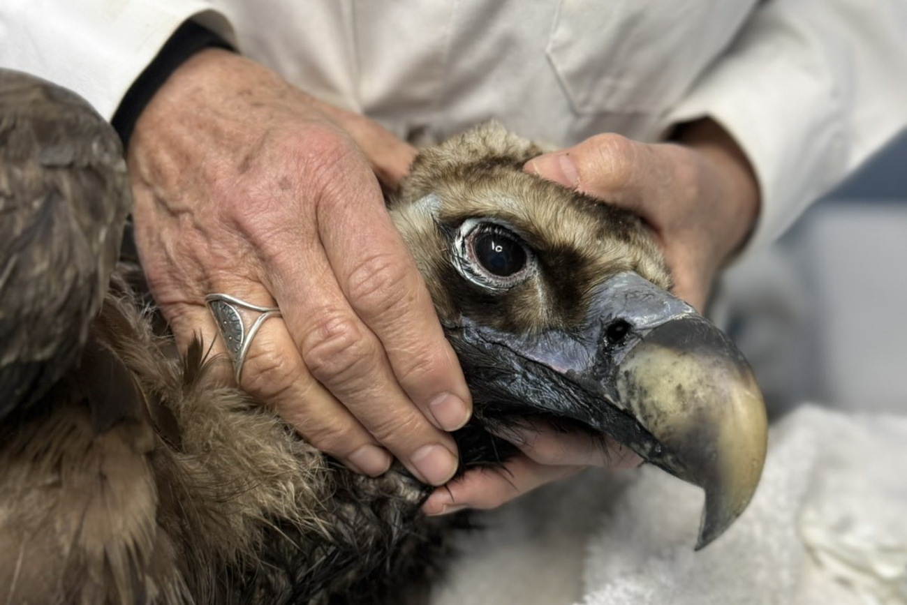 Ο μαυρόγυπας «Ιωάννα» επέστρεψε στη Δαδιά: Γλίτωσε από την πυρκαγιά και τα δηλητηριασμένα δολώματα – Τον περίμενε το ταίρι του