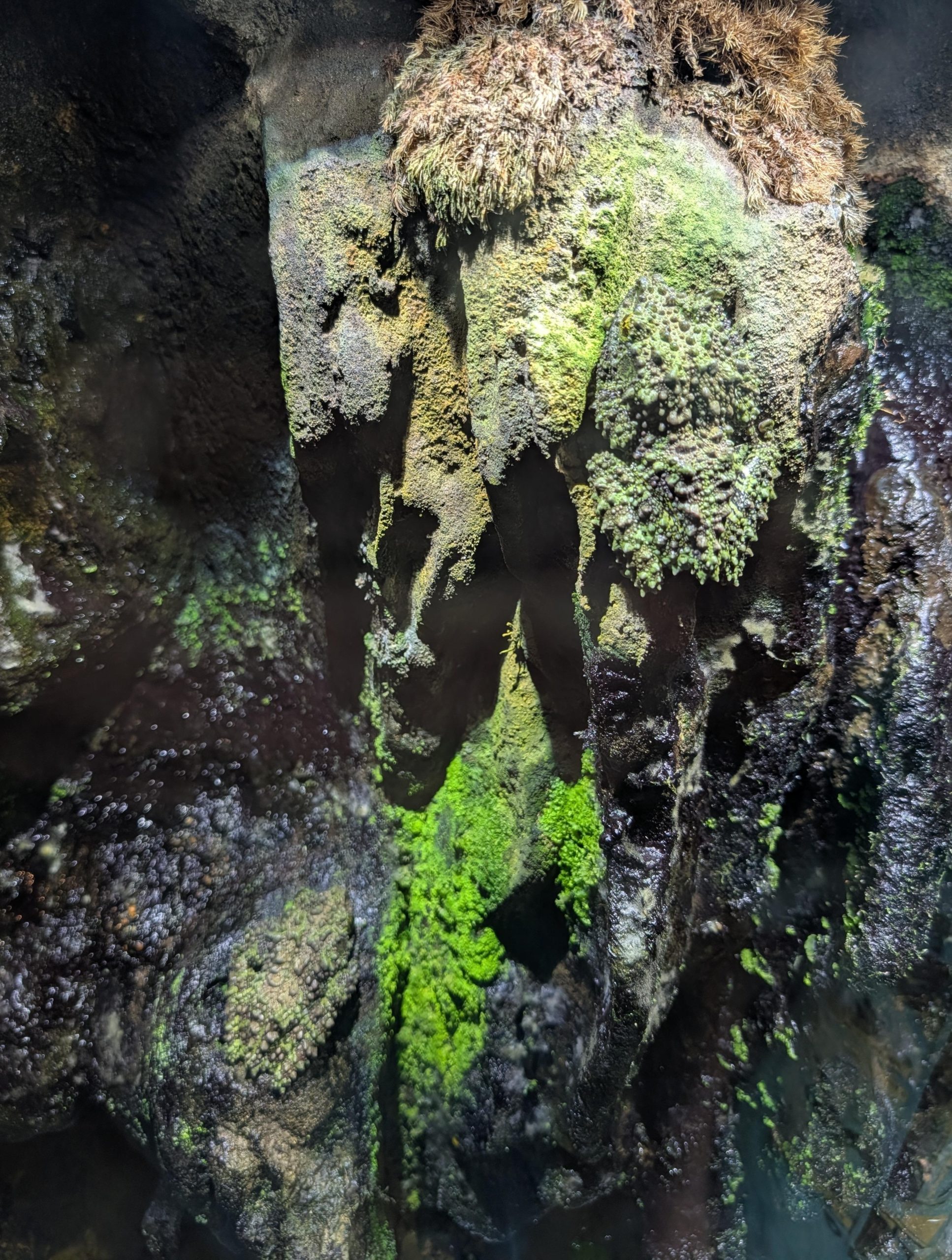 Οπτική ψευδαίσθηση, βάτραχοι