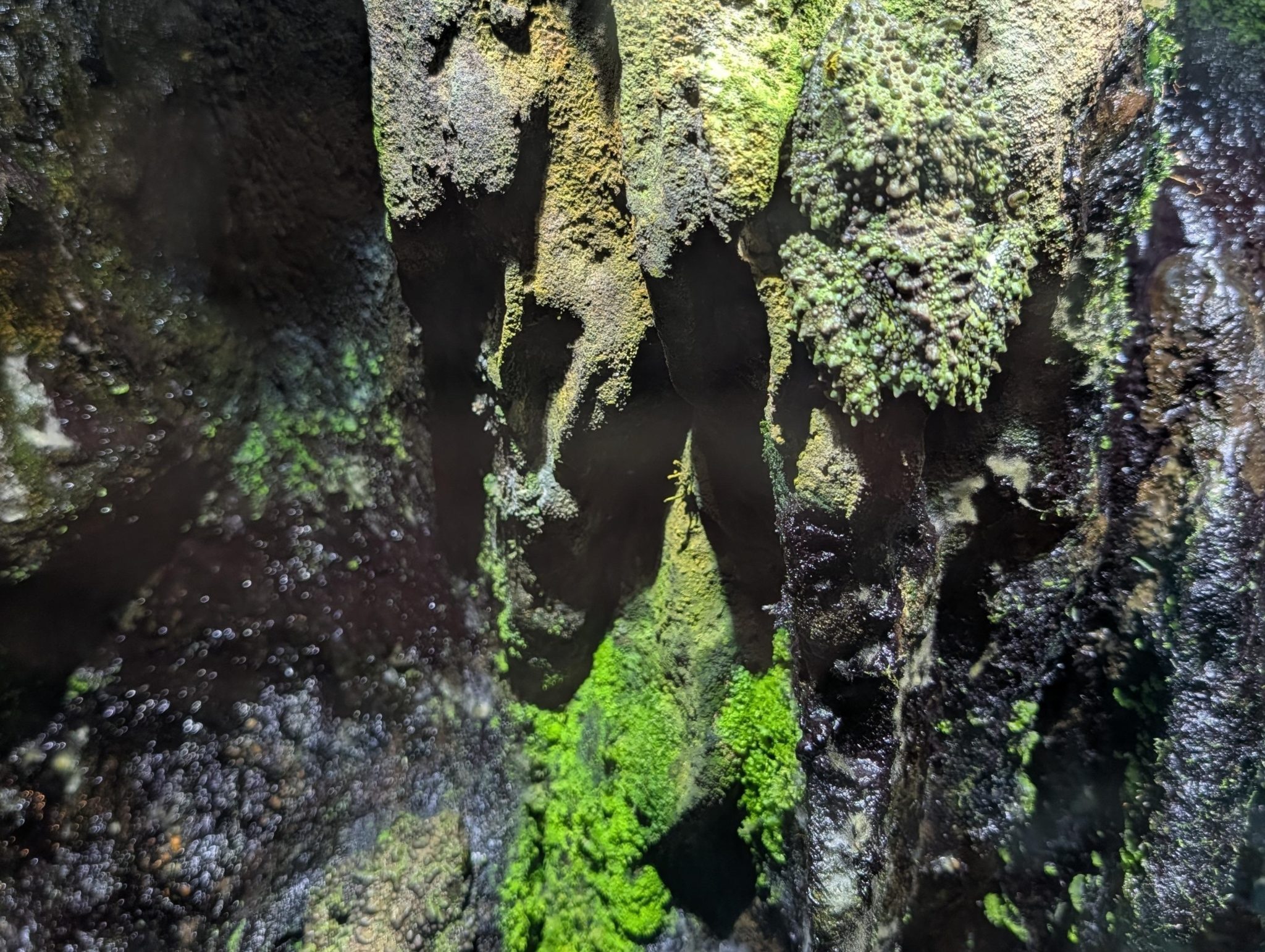 Οπτική ψευδαίσθηση, βάτραχοι