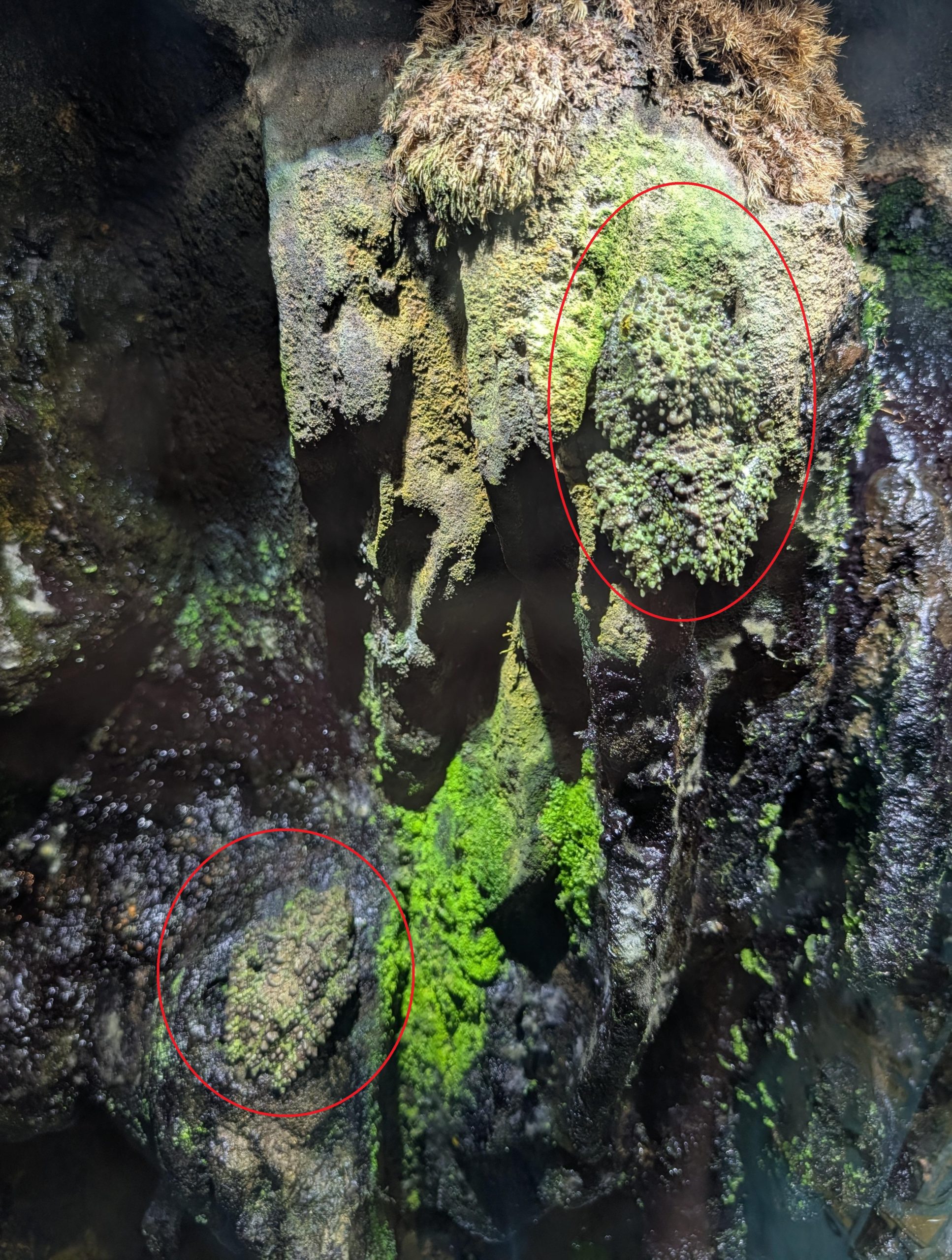 Οπτική ψευδαίσθηση, βάτραχοι