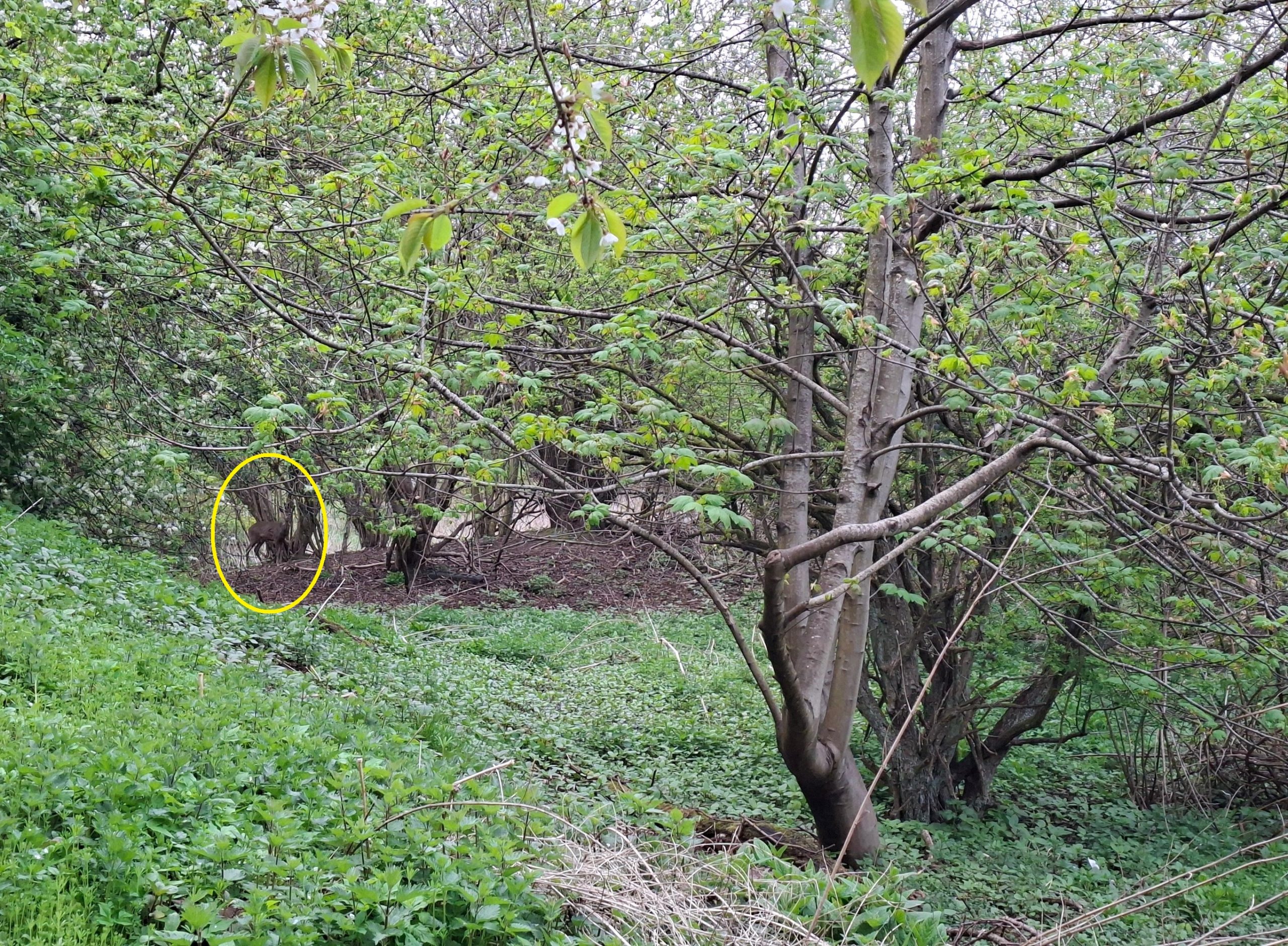 Οπτική ψευδαίσθηση, ελάφι