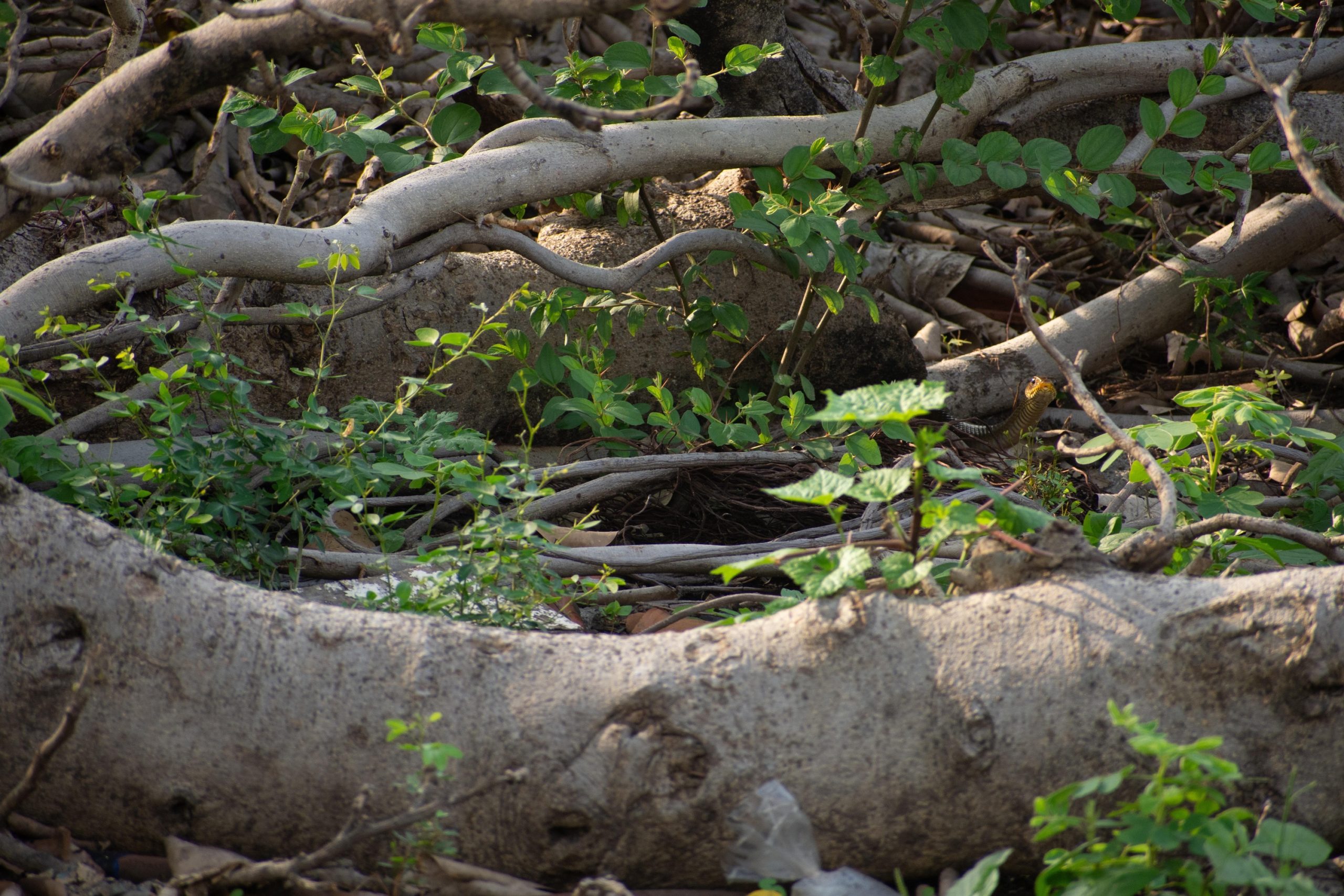Οπτική ψευδαίσθηση, φίδι 