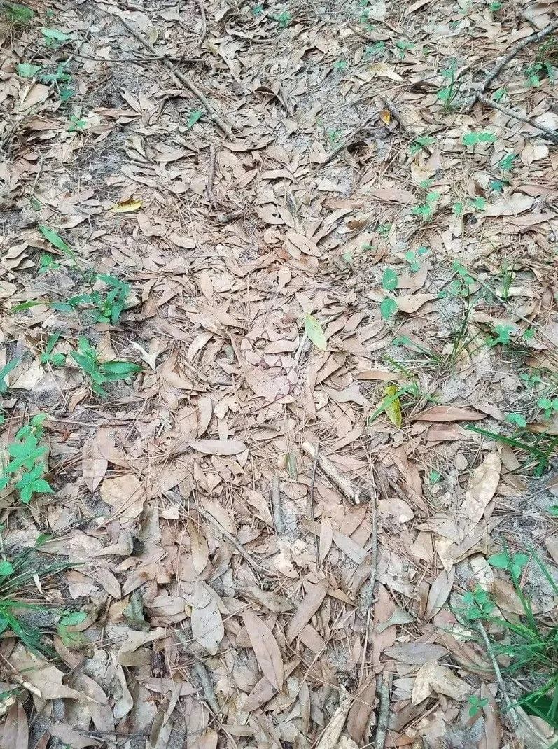 Οπτική ψευδαίσθηση, φίδι 