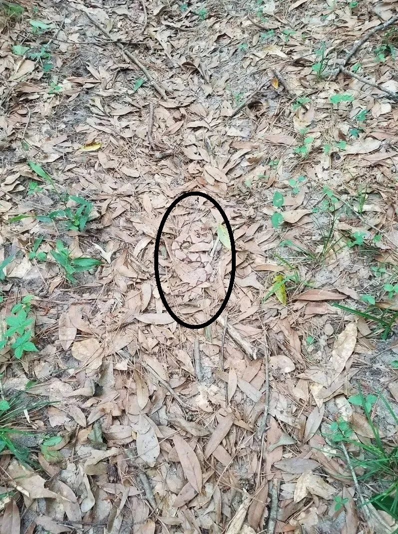 Οπτική ψευδαίσθηση, φίδι 