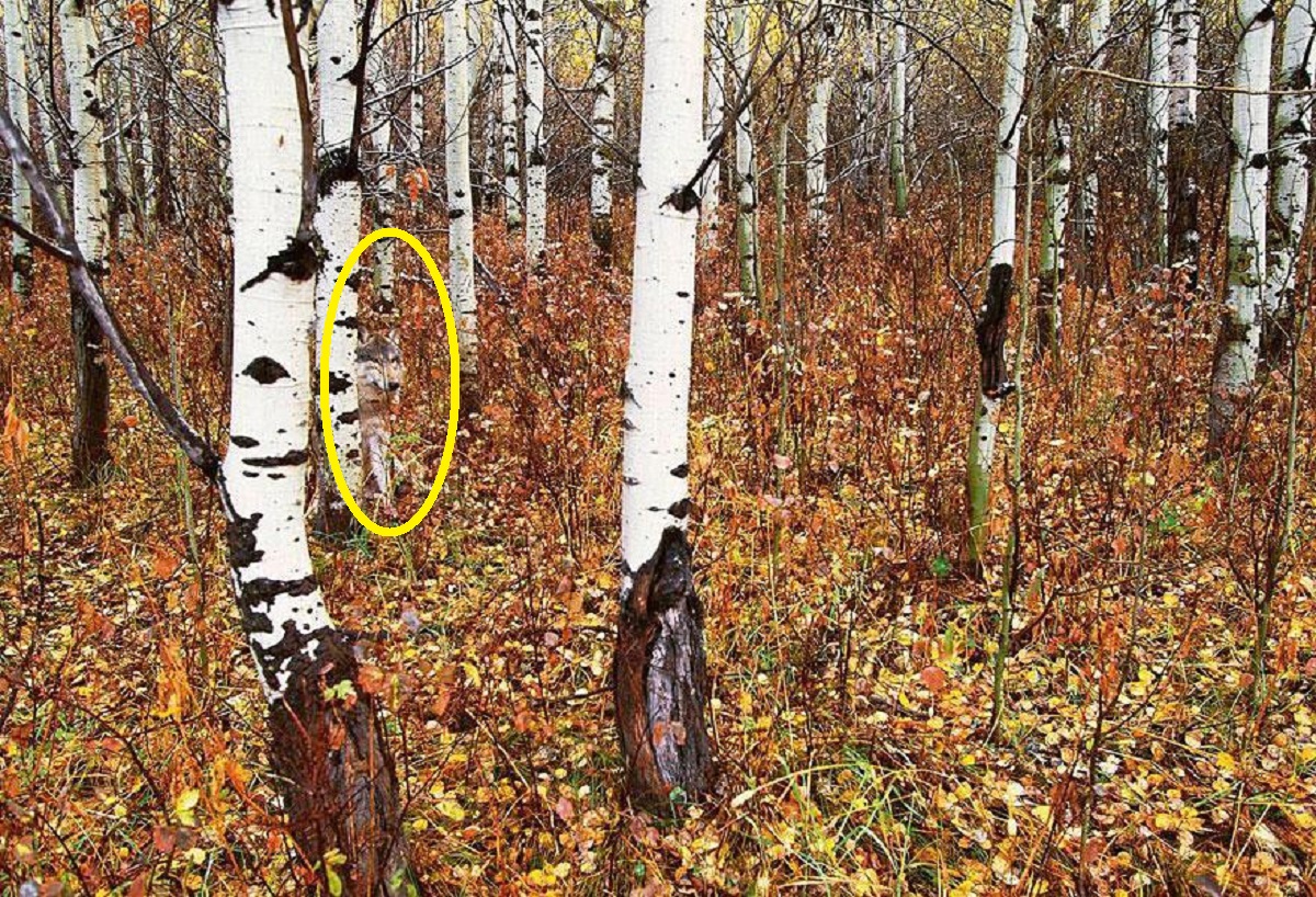 Οπτική ψευδαίσθηση, λύκος