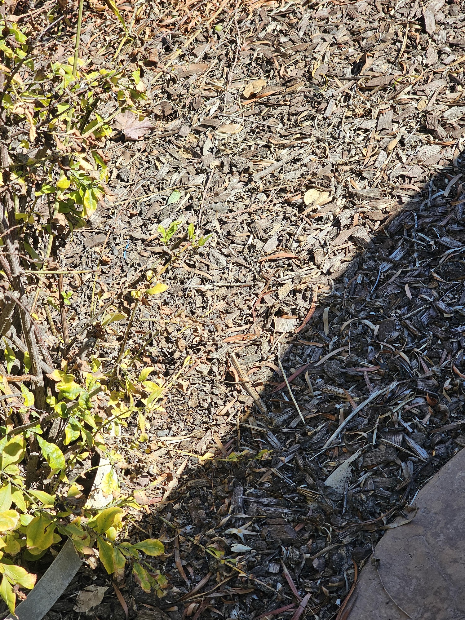 Οπτική ψευδαίσθηση, σαύρες 