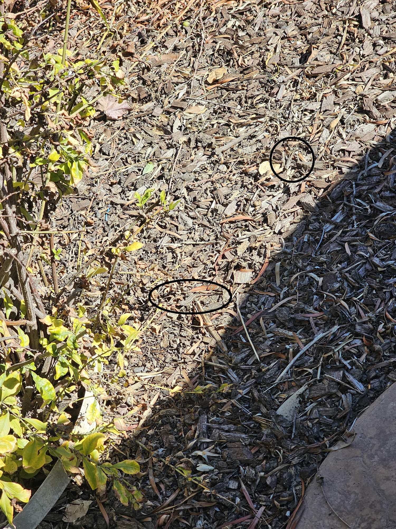 Οπτική ψευδαίσθηση, σαύρες 