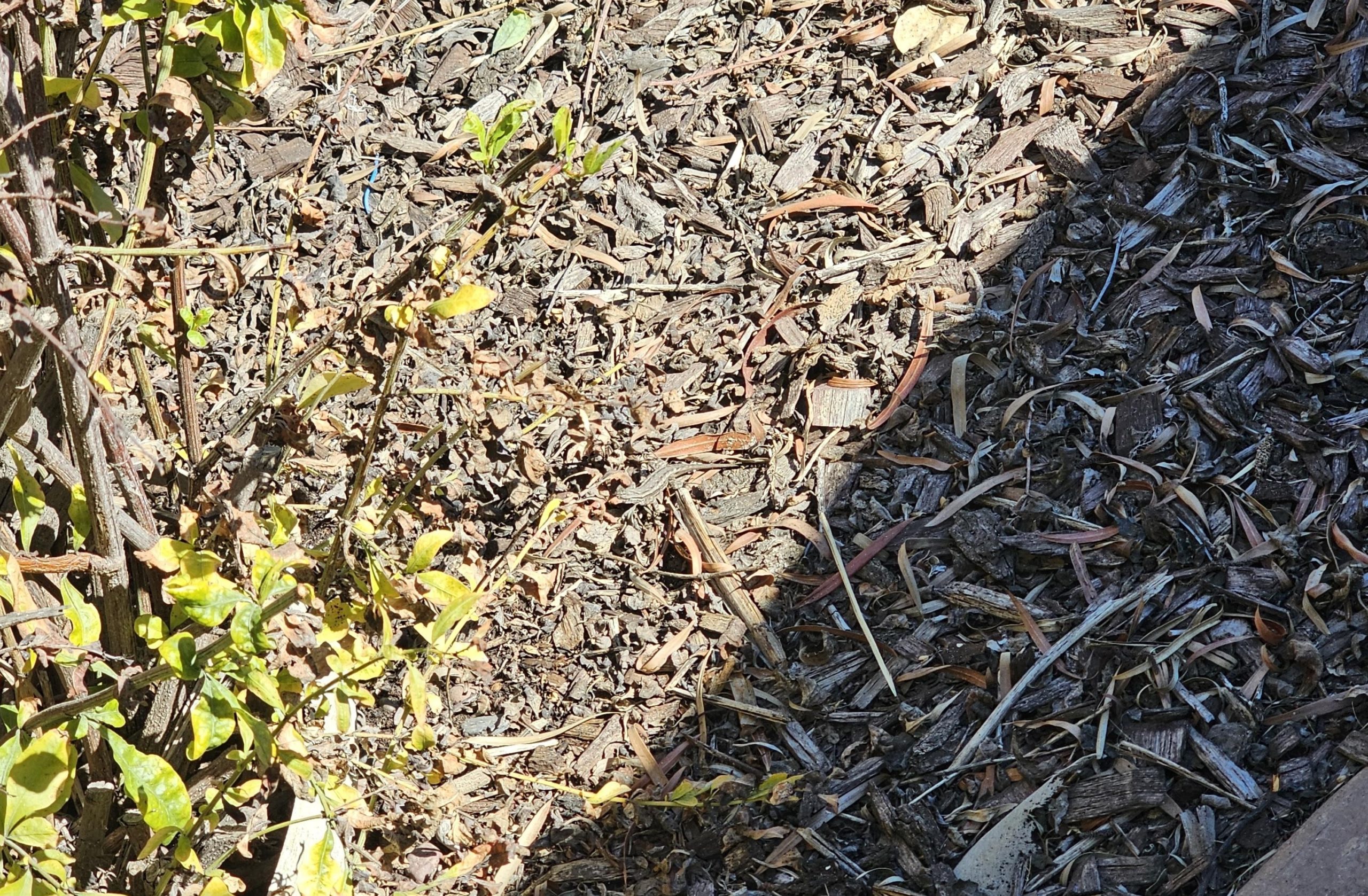 Οπτική ψευδαίσθηση: Μόνο αν είσαι ο Σέρλοκ Χολμς θα βρεις τις δύο σαύρες σε 15 δευτερόλεπτα