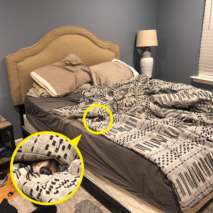 Οπτική ψευδαίσθηση, σκύλος