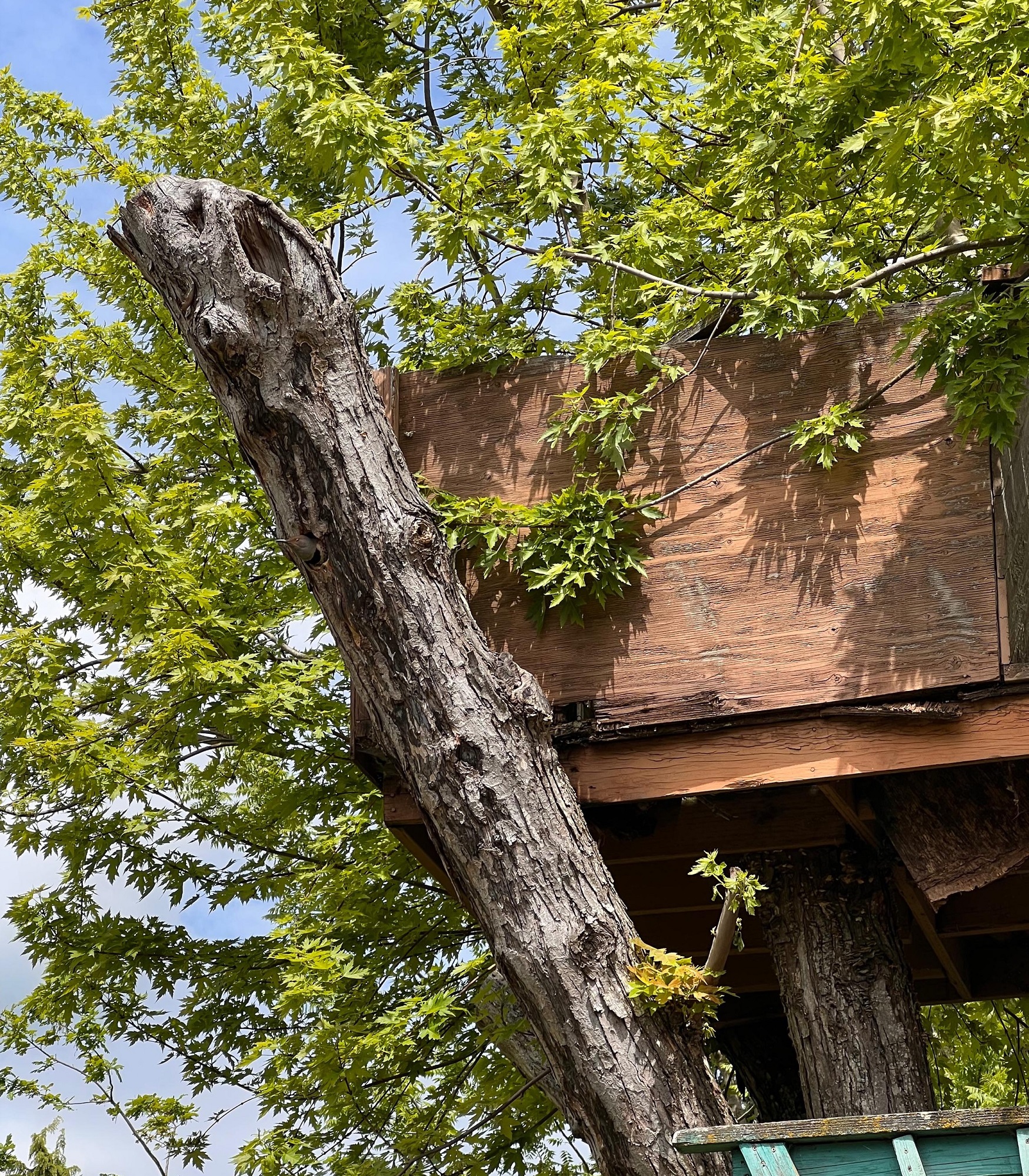 Οπτική ψευδαίσθηση, τρυποκάρυδος
