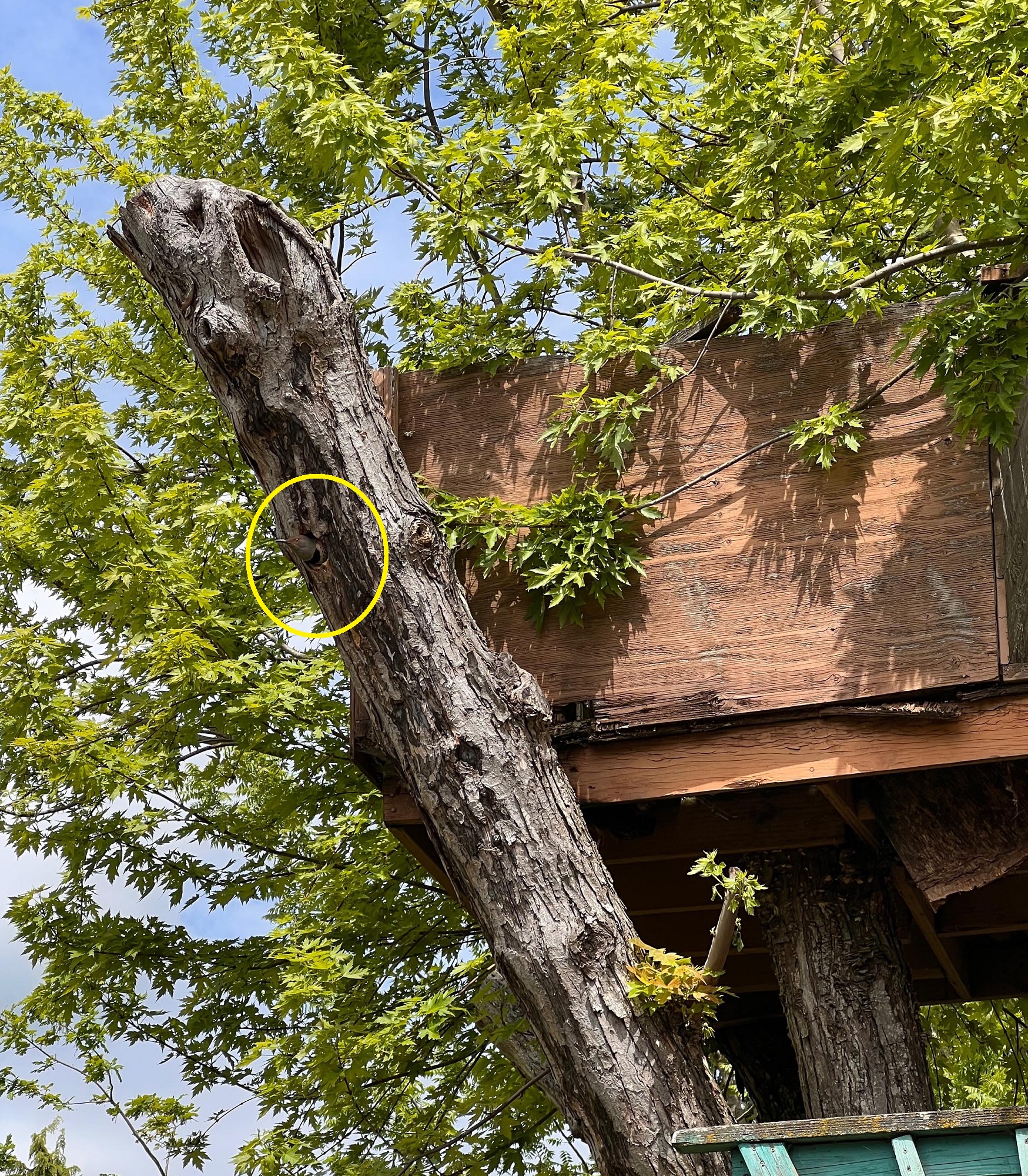 Οπτική ψευδαίσθηση, τρυποκάρυδος