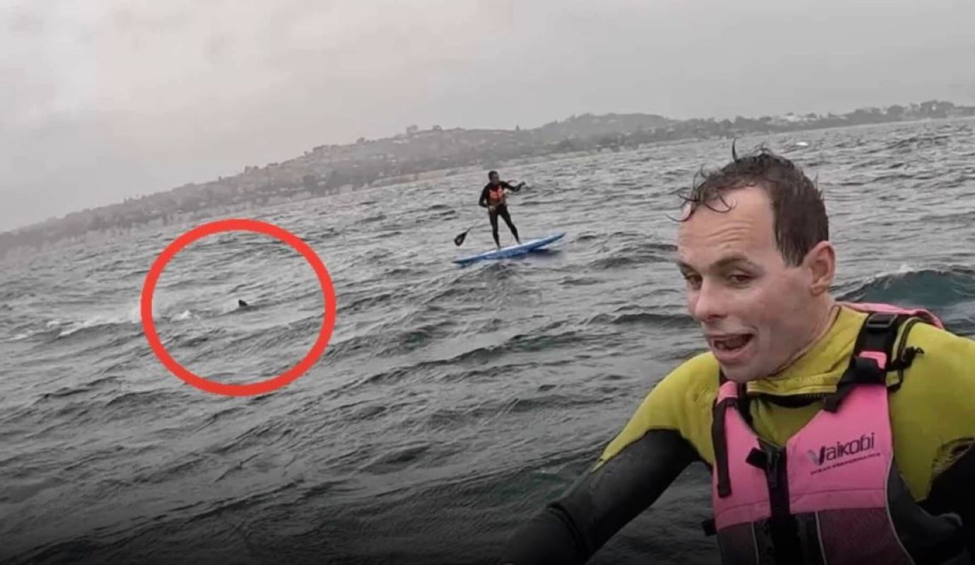 Καλιφόρνια: Καρχαρίας 3,5 μέτρων καταδίωκε σέρφερ για 10 λεπτά – Βίντεο που κόβει την ανάσα