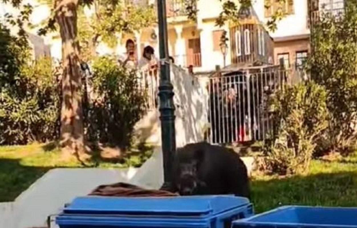 Θεσσαλονίκη: Αγριογούρουνο κάνει βόλτες αμέριμνο στην Άνω Πόλη – ΒΙΝΤΕΟ