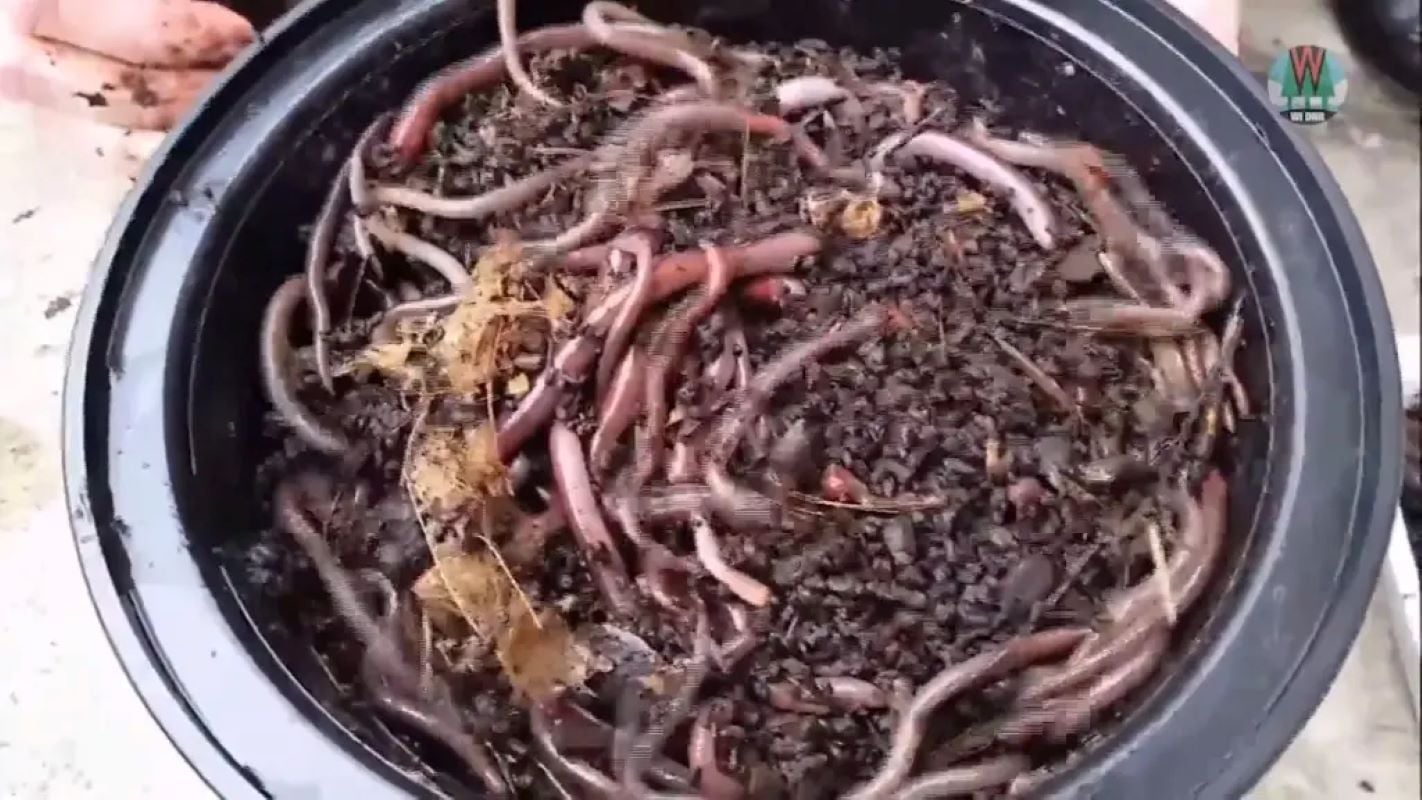 Συναγερμός για τα «τρελά σκουλήκια» – Αναπαράγονται μόνα τους, καταστρέφουν το έδαφος και δεν εξολοθρεύονται