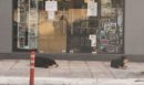 Χανιά: Συγκλονίζει η φωτογραφία των δύο σκύλων που περιμένουν έξω από το κλειστό μαγαζί της ιδιοκτήτριάς τους, που πέθανε ξαφνικά