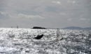 Γαλάζια Σημαία 2026: Συνολικά 657 βραβευμένες παραλίες - Η Ελλάδα 2η παγκοσμίως