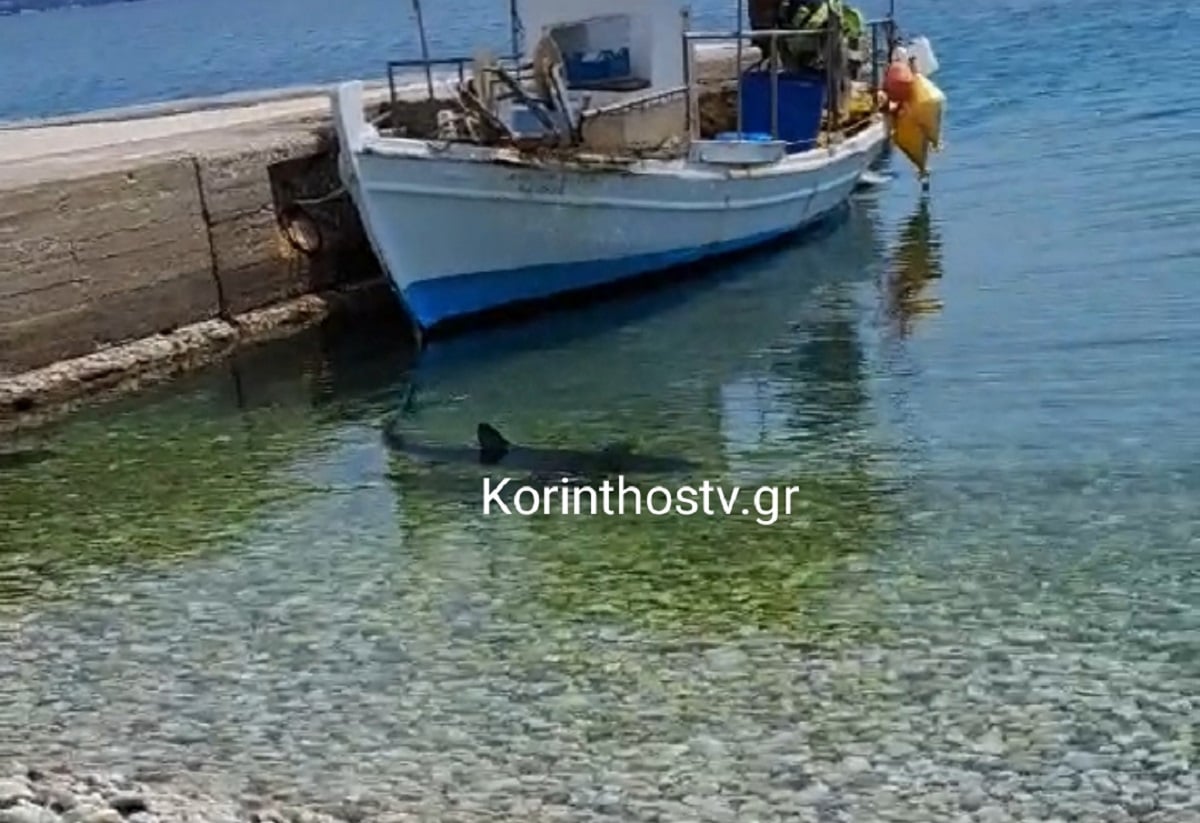 Κορινθία: Καρχαρίας κολυμπάει στα ρηχά στα Λουτρά Ωραίας Ελένης