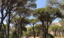 «Θρίλερ» στην Αχαΐα: Το DNA θα «λύσει» το μυστήριο με τα ανθρώπινα οστά στη Στροφυλιά