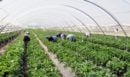 Συναγερμός στην Ηλεία από τον εντοπισμό 10 κρουσμάτων φυματίωσης σε εργάτες γης - «Αγώνας δρόμου» για τον περιορισμό τους