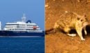 Χανταϊός: Τρεις νεκροί και χιλιάδες εγκλωβισμένοι επιβάτες σε κρουαζιερόπλοιο - Τα συμπτώματα και πώς μεταδίδεται