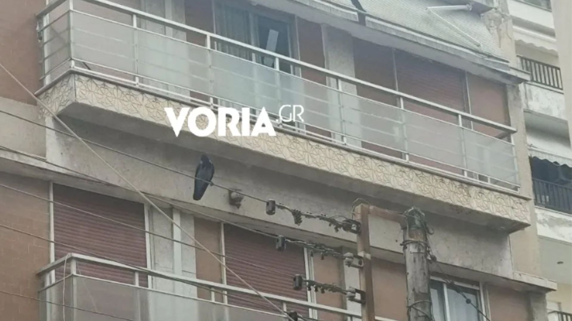 Θεσσαλονίκη: Η στιγμή που κοράκι επιτίθεται σε περαστικούς – Τρεις ελαφρά τραυματίες