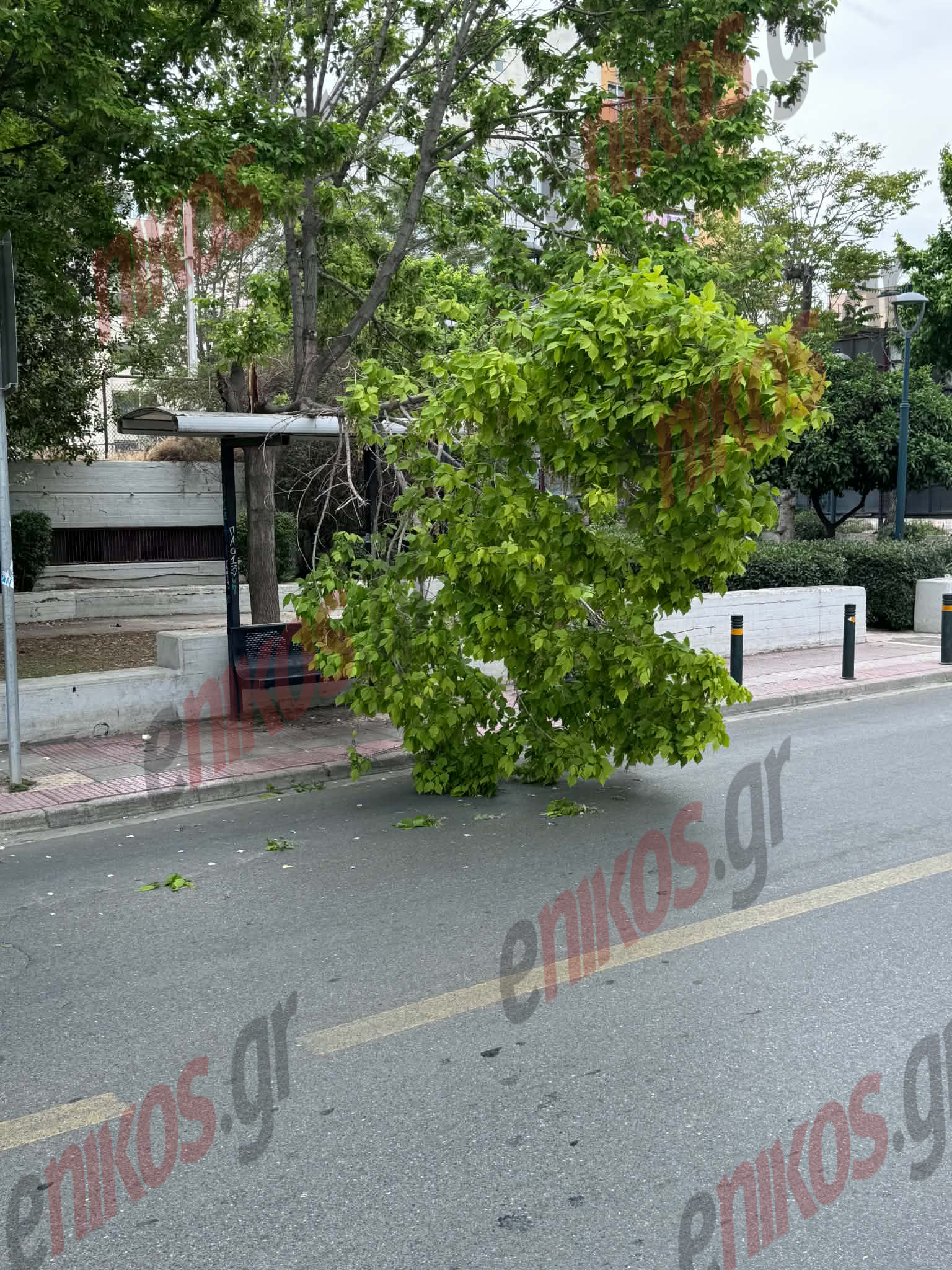 Λένορμαν, Πτώση Δέντρο, κλαδί