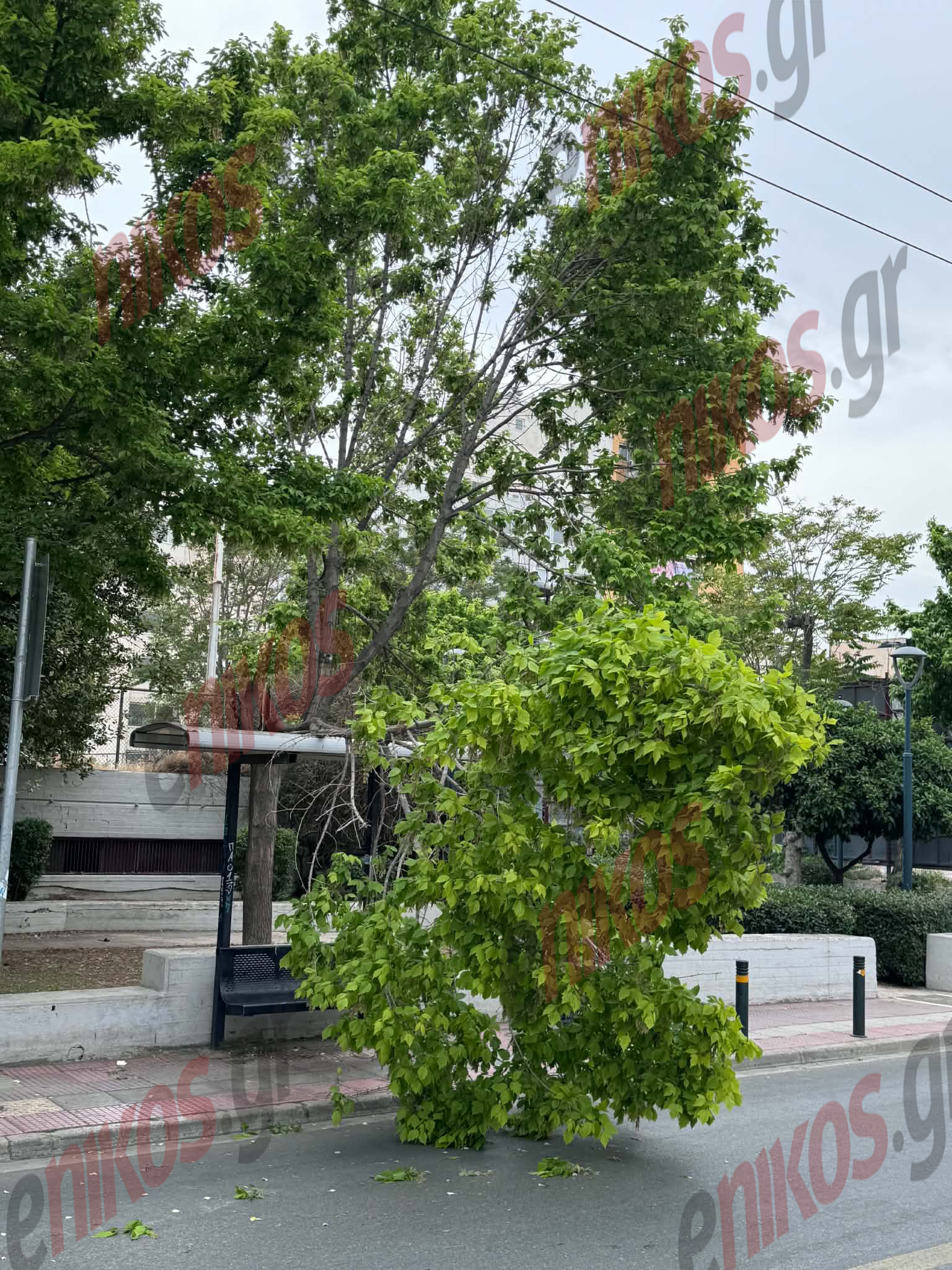 Λένορμαν, Πτώση Δέντρο, κλαδί