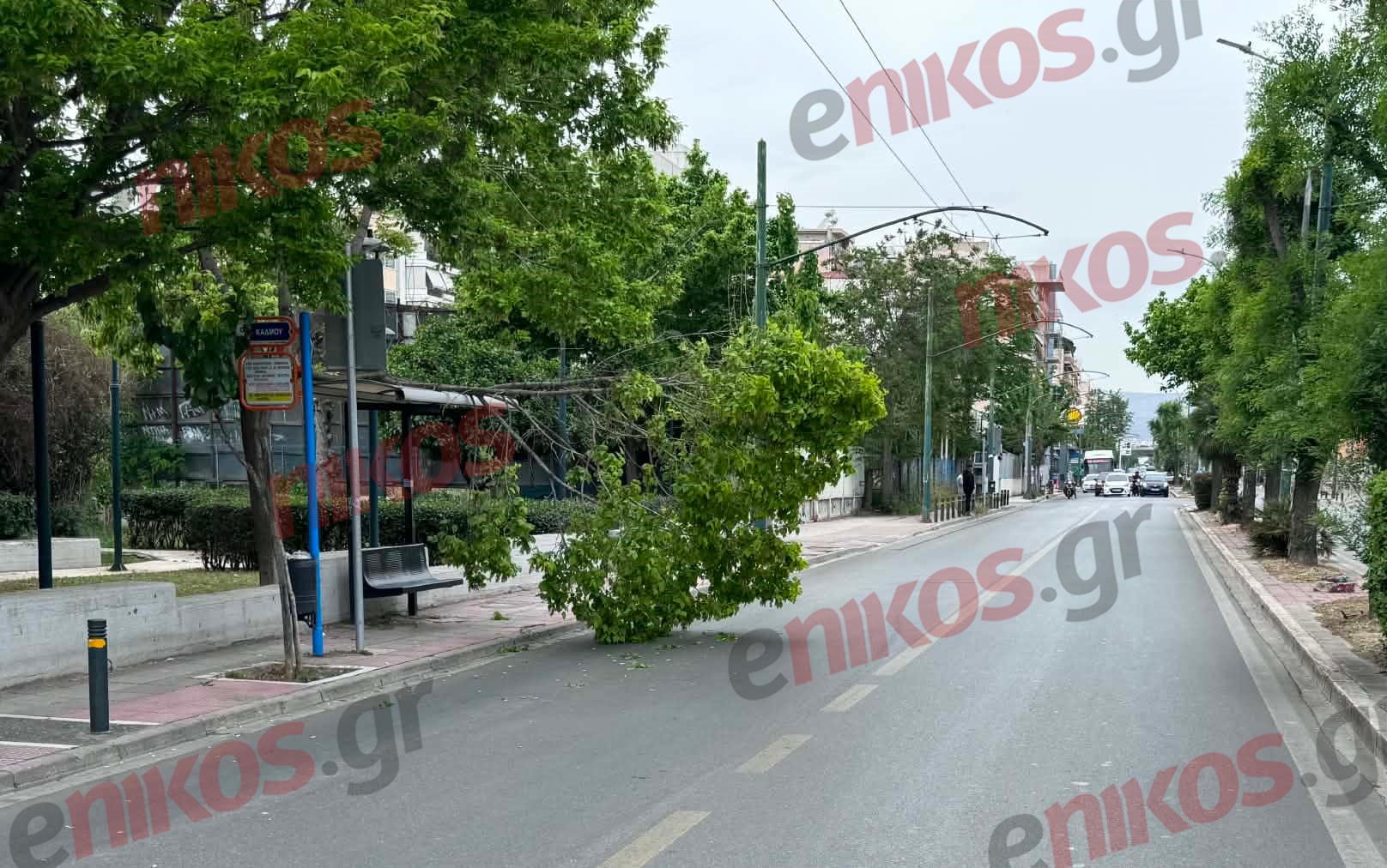 Κλαδί δέντρου έπεσε πάνω σε στάση λεωφορείου στη Λένορμαν – Εμπόδισε και την κυκλοφορία των οχημάτων – ΦΩΤΟ και ΒΙΝΤΕΟ αναγνώστη