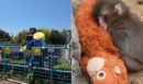 Ιαπωνία: Συνελήφθησαν δύο Αμερικανοί που εισέβαλαν σε ζωολογικό κήπο για ένα βίντεο με τη διάσημη μαϊμού «Punch»