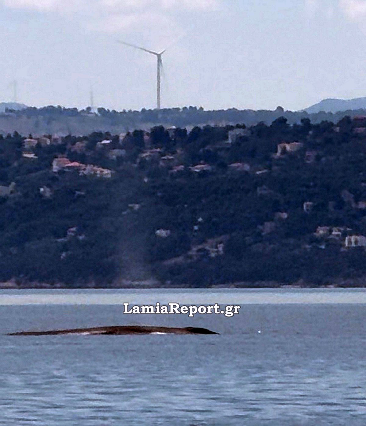 ΦΑΛΑΙΝΑ