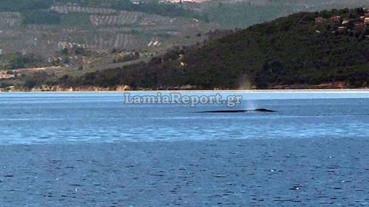 Εντυπωσιακό φαινόμενο στον Ευβοϊκό: Φάλαινα εμφανίστηκε ανοιχτά του Θεολόγου – ΒΙΝΤΕΟ