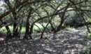 Χανιά: «Περπατούσα στο χωράφι και είδα ένα παπούτσι…» - Τι λέει ο κτηνοτρόφος που εντόπισε το άψυχο σώμα του γιατρού