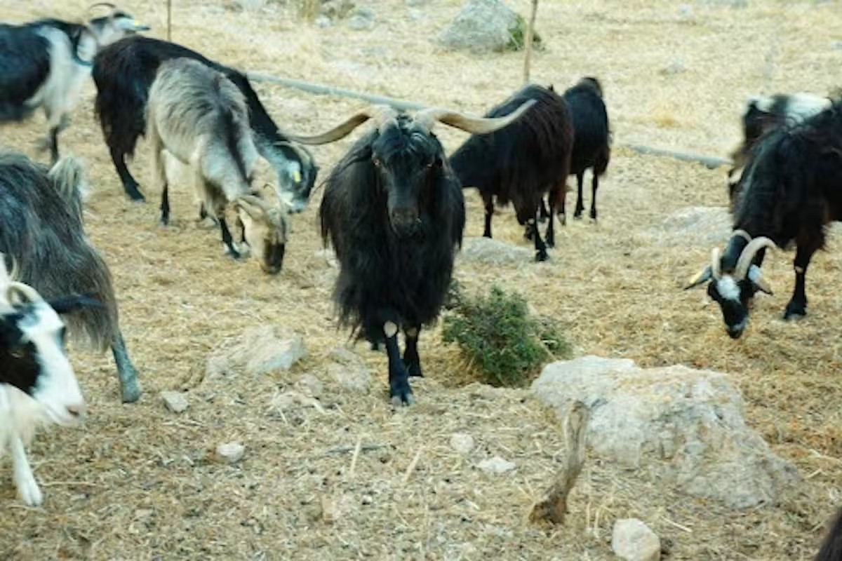 Κατσίκες στο κρητικό τοπίο. Φωτογραφία: Jonida Martini 