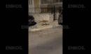 Νίκαια: Αλεπού έκανε... βόλτες στις γειτονιές της Νεάπολης - ΒΙΝΤΕΟ αναγνώστη