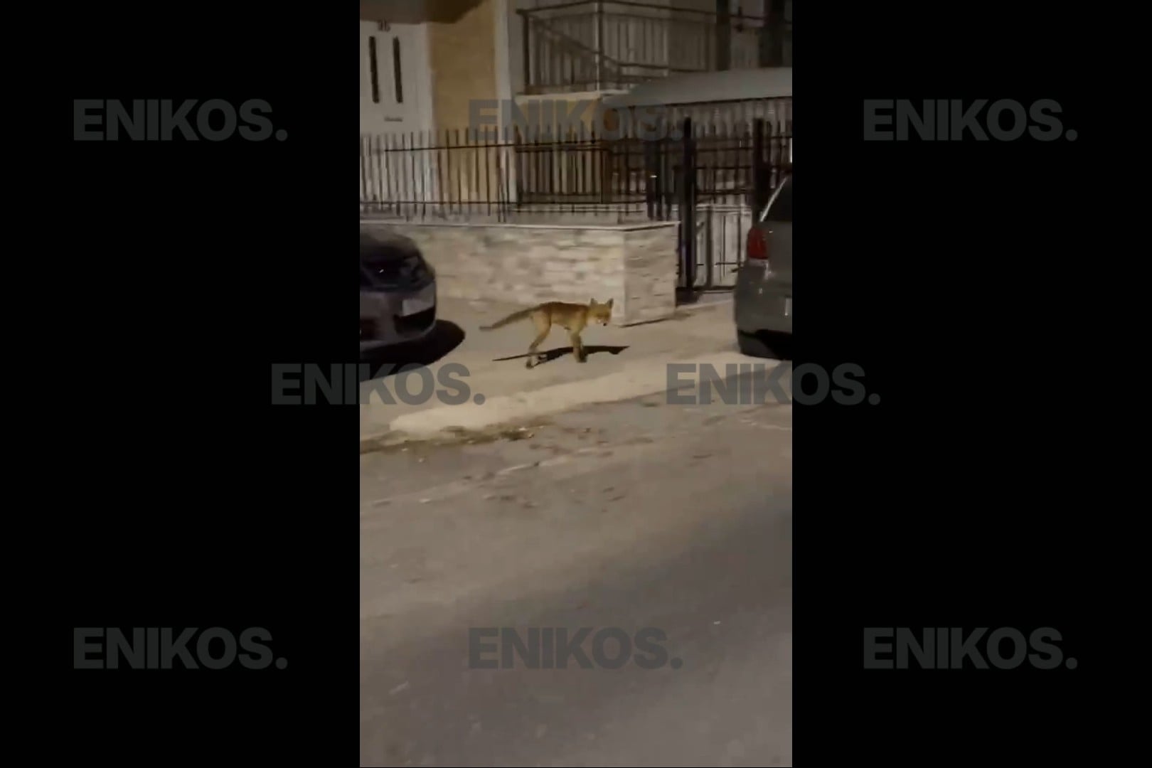 Νίκαια: Αλεπού έκανε… βόλτες στις γειτονιές της Νεάπολης – ΒΙΝΤΕΟ αναγνώστη