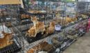 Βιετνάμ: Αστυνομική επιχείρηση έσωσε εκατοντάδες γάτες που προορίζονταν για σφαγή