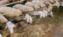 Κτηνοτροφία: Σε αποκλιμάκωση η ευλογιά των αιγοπροβάτων, συνεχίζονται τα κρούσματα αφθώδους πυρετού