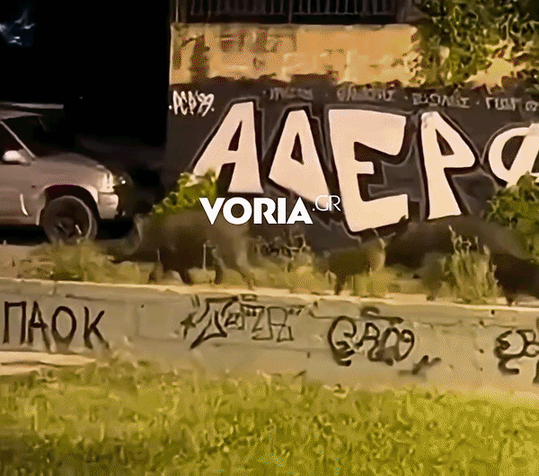 Θεσσαλονίκη: Αγριογούρουνα έκαναν βόλτα δίπλα από πάρκο – Βίντεο