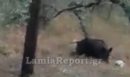 Λαμία: Η... χαρά του αγριογούρουνου - Βρήκε μπάλα και άρχισε τις ντρίπλες στο χωράφι - ΒΙΝΤΕΟ