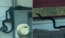 Βίντεο: Μεσίτης πήγε να δείξει σπίτι και... δεκάδες φίδια είχαν κάνει κατάληψη - «Δεν υπάρχει περίπτωση να μπω μέσα»