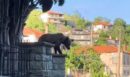 Αρκουδάκι σε χωριό των Γρεβενών: Έκανε βόλτες ανάμεσα στα σπίτια - ΒΙΝΤΕΟ