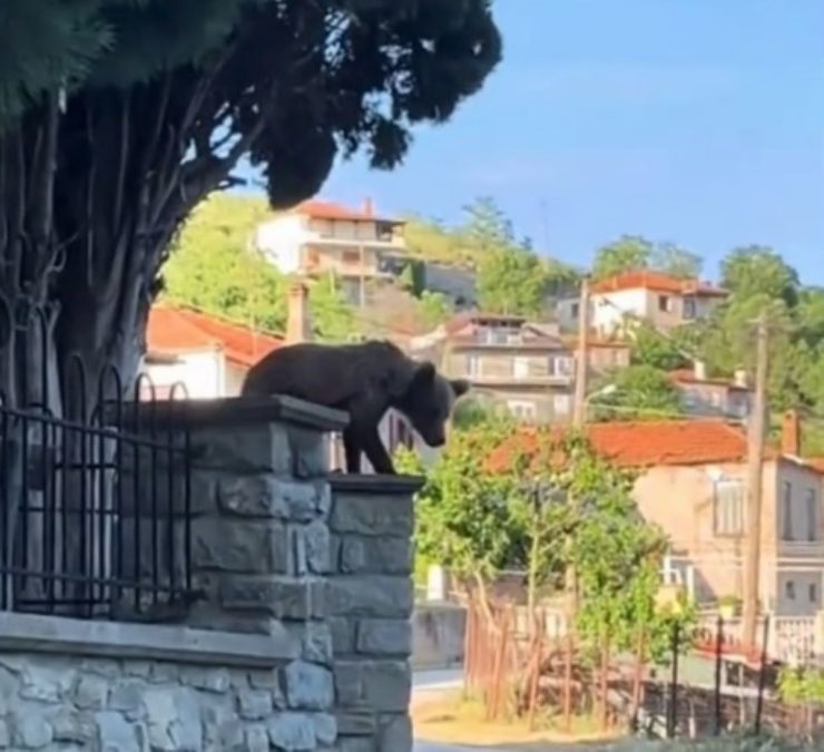 Αρκουδάκι σε χωριό των Γρεβενών: Έκανε βόλτες ανάμεσα στα σπίτια – ΒΙΝΤΕΟ
