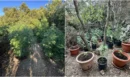 Μυλοπόταμος: Εντοπίστηκαν 6 χασισοφυτείες έπειτα από συντονισμένη επιχείρηση της ΕΛ.ΑΣ. - Αναζητούνται οι καλλιεργητές