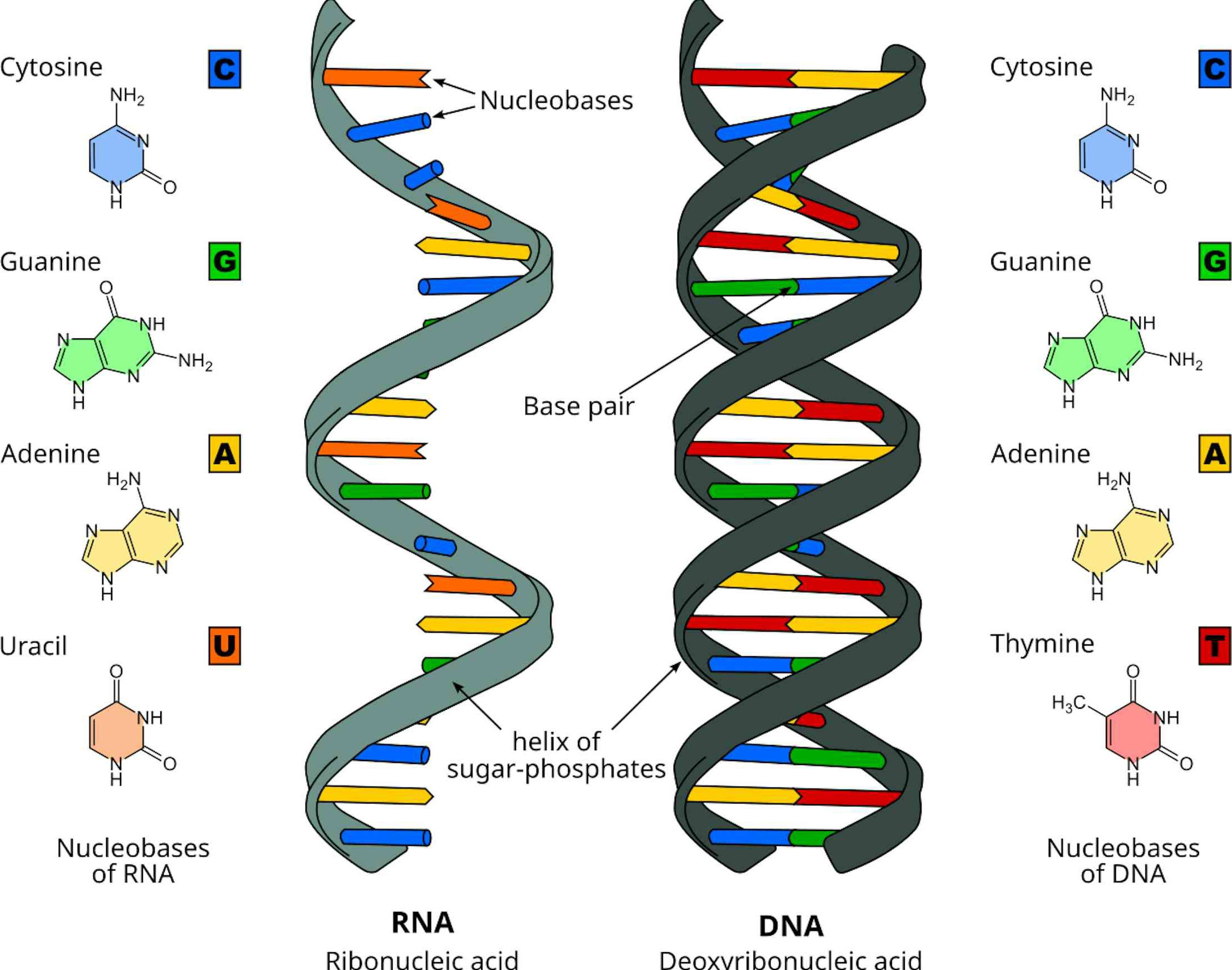 Πώς οι πέντε νουκλεοβάσεις συνθέτουν το RNA και το DNA. Πηγή: Wikimedia Commons